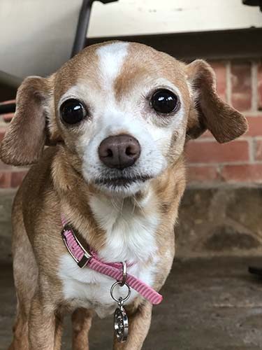 Muffins the Chi