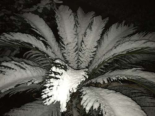 snow on a palm