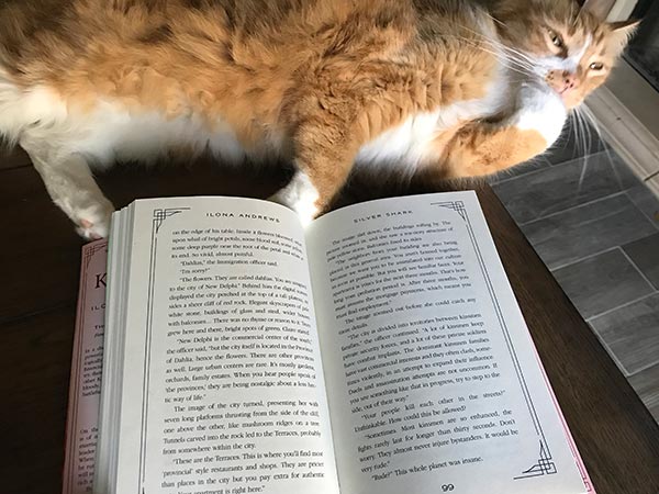 Picture of a big orange cat and a book