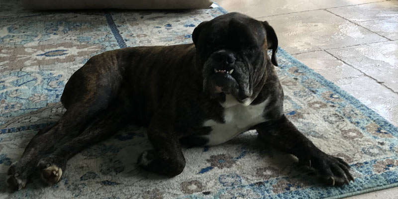 Picture of a large brindled bulldog, Sookie