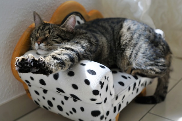 Picture of a cat relaxing on a tiny sofa. 