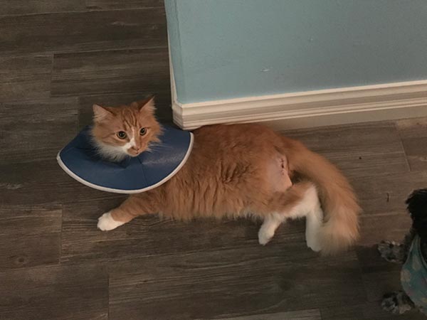 Orange cat with a cone of shame