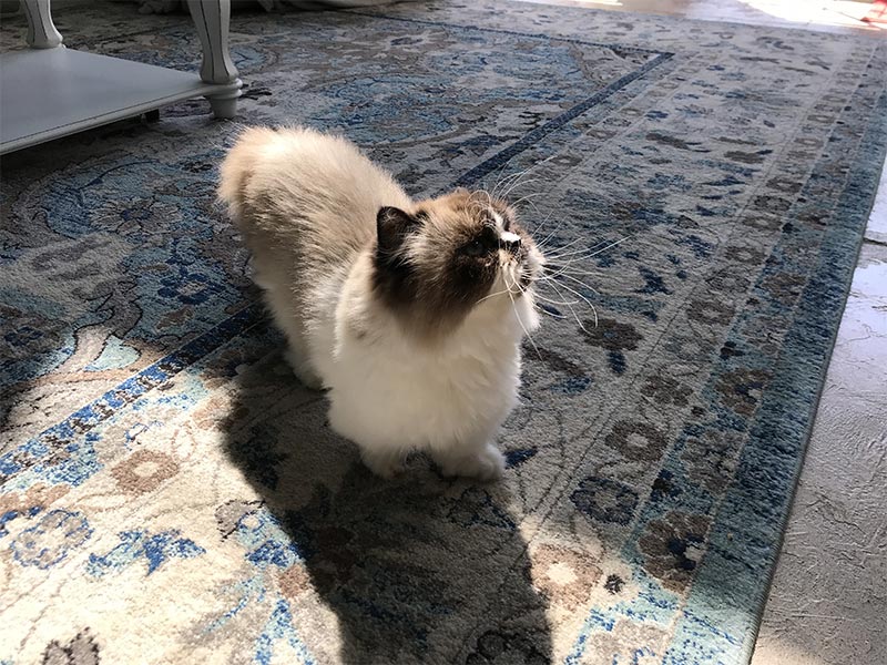 Picture of a cute cream colored cat in the sun