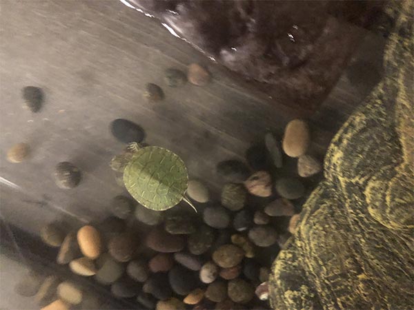 Tiny turtle swimming