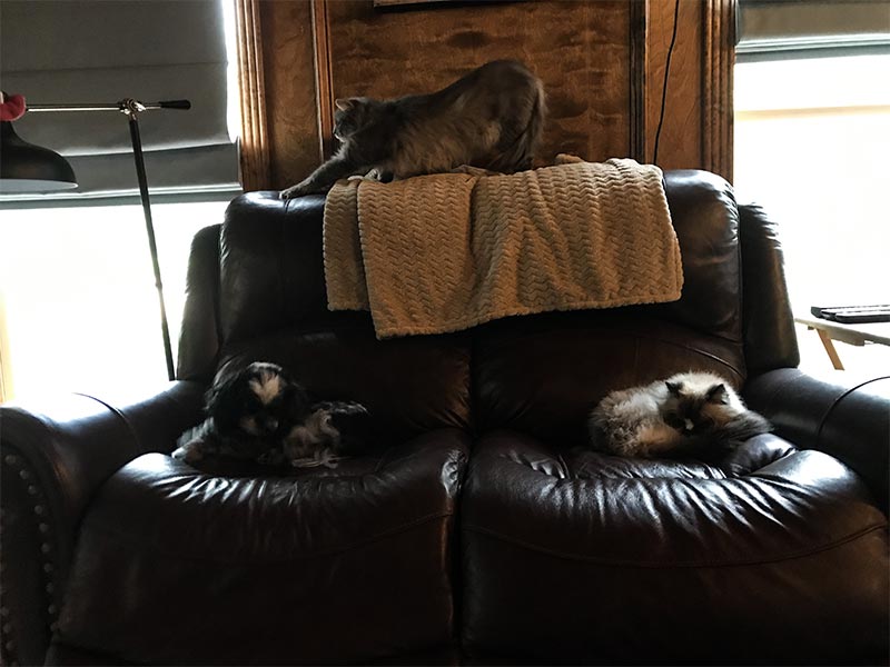 a couch with a dog on the left, a cat on the right, and another cat on top.