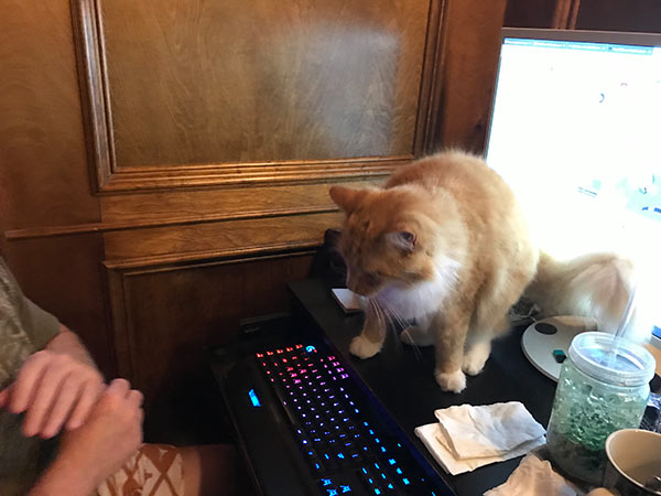 Big Orange cat landing on Gordon's computer desk