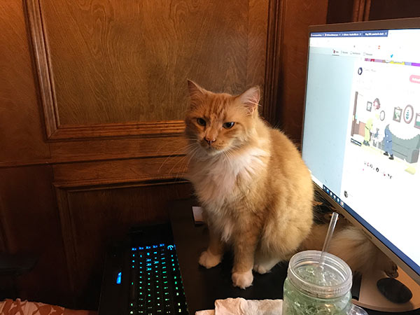 Big Orange cat refusing to get off the desk.