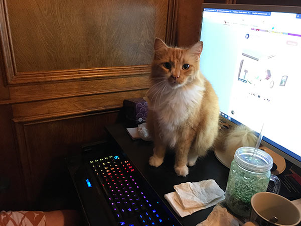Big Orange Cat being cute on the desk.