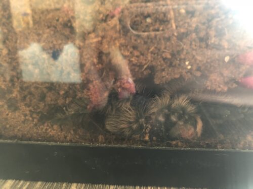 Paul the spider sleeping