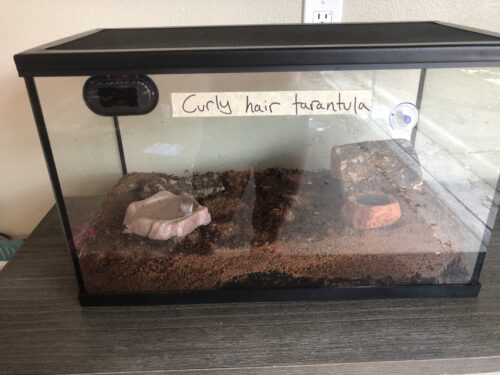 Paul the spider's tank
