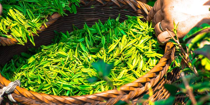 Basket of loose green tea leaves