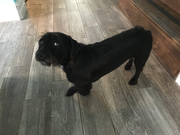 Long short black dog looking sad and guilty

