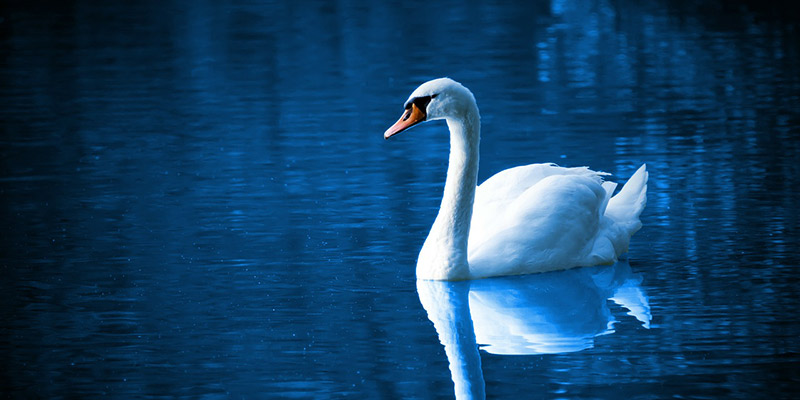 Swan on a beautiful blue water