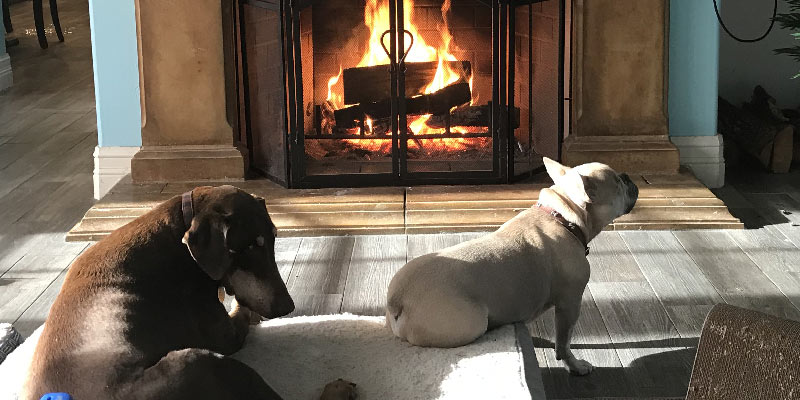 Dogs in front of the fireplace