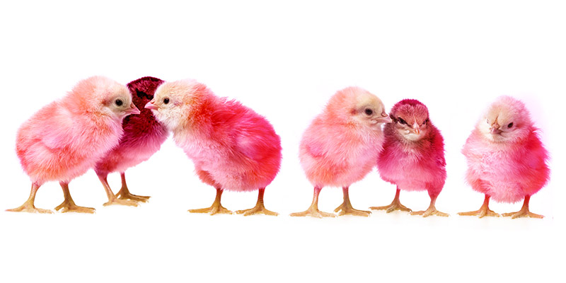Pink baby chickens