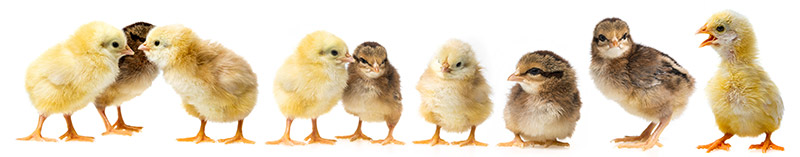 Baby chickens.