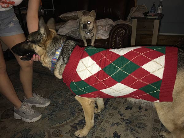 german shepherd dog sweater
