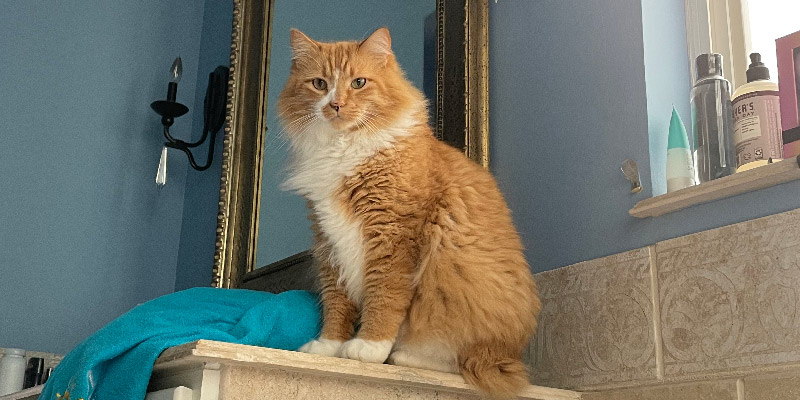 Close up of the disapproving big orange cat