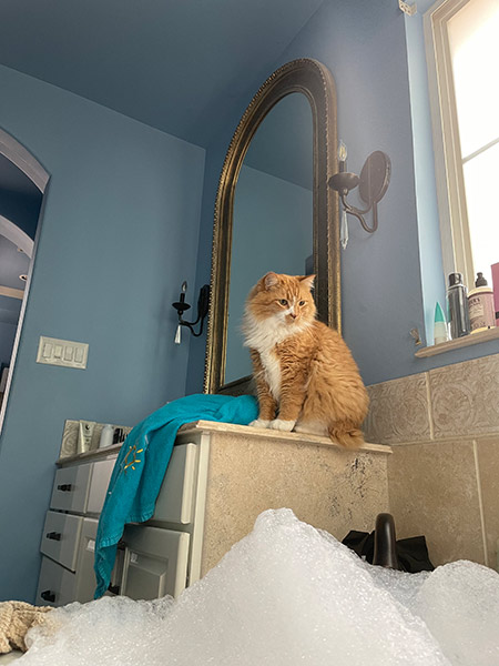 Big orange cat studying a bath