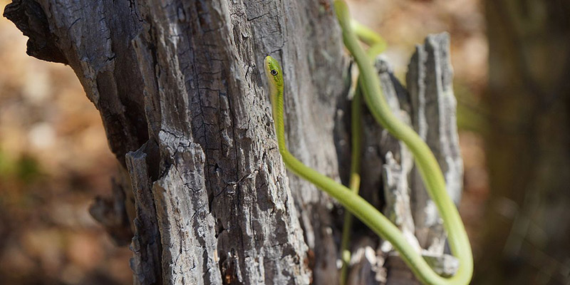 Can I Grow English Cucumbers from Store-Bought Fruit? - Laidback Gardener