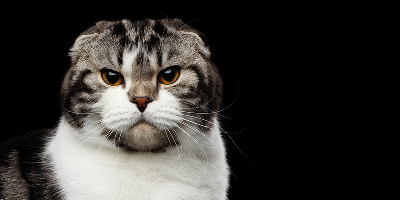 39 Glumpy cat :-p :v ideas  grumpy cat humor, grumpy cat, grumpy