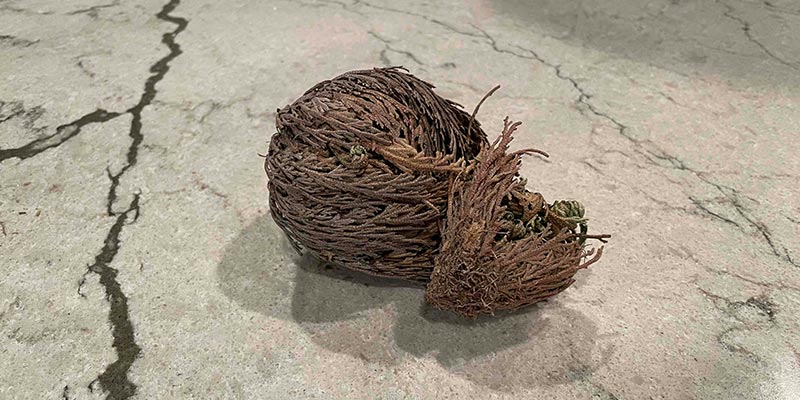 Dried out clump of Rose of Jericho