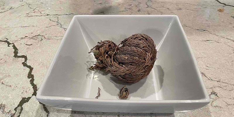 Dried out clump of Rose of Jericho in a bowl