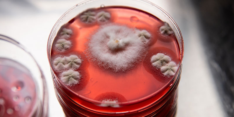 White fuzzy mold in a ruby red agar petri dish.