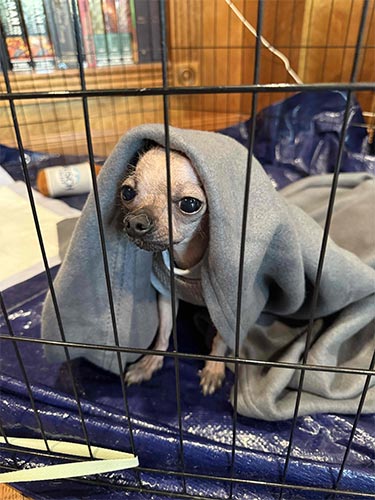 Picture of adorably cute yet disturbing hairless chihuahua in a grey blanket doing an impression of Emperor Palpatine.