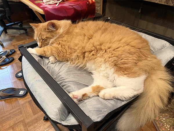 Big orange cat sleeping.  Because he has no deadlines and doesn't have to earn money. 