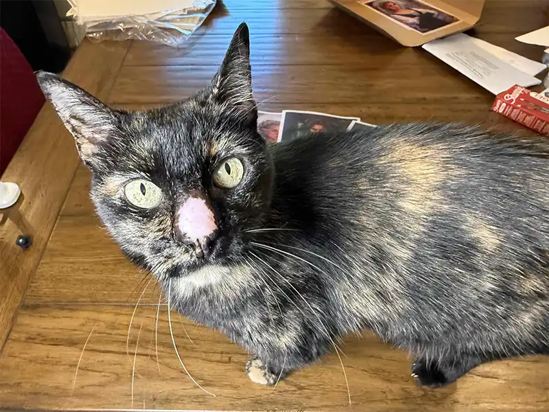 Batty, the tortie cat, from this angle.