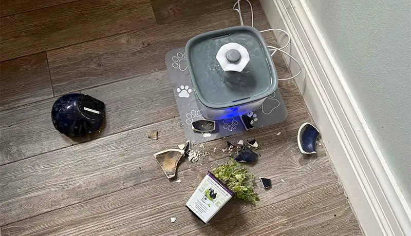 Evidence of a broken plant pot laying on the floor in shards