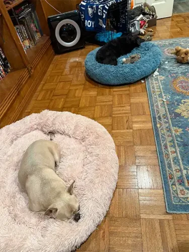 Nykie and Tubby sleeping on separate doughnut pillows